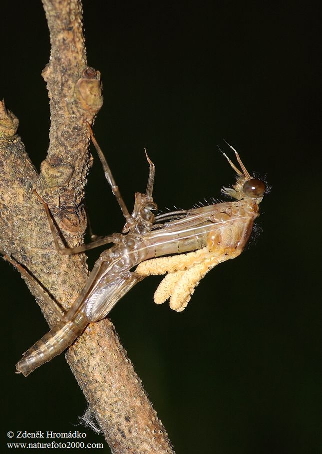 Banded Demoiselle, Calopteryx splendens (Dragonflies, Odonata)